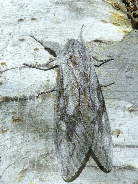 moth