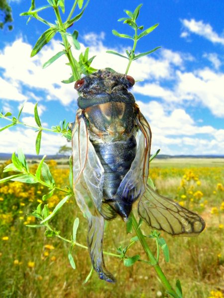 insect