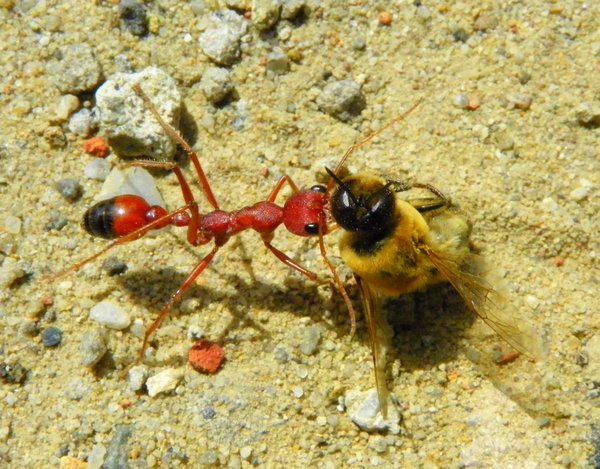 insect ant bee ants