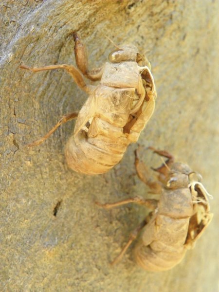 beetle