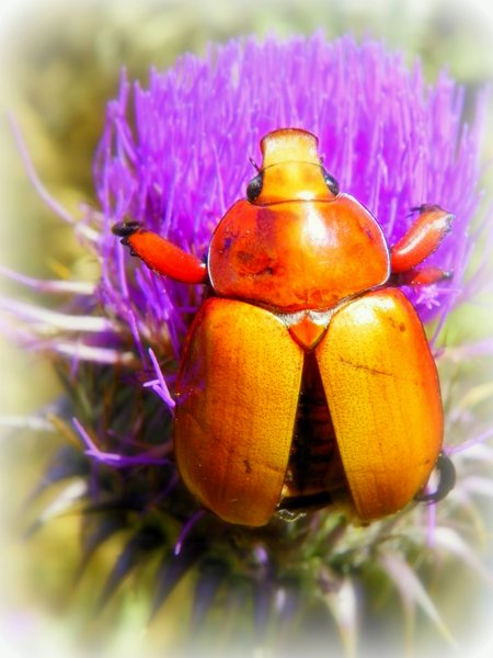 beetle