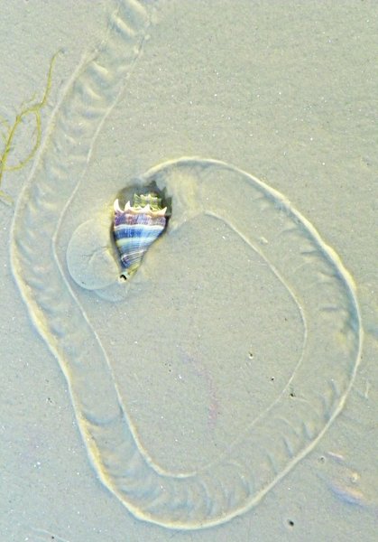 shell