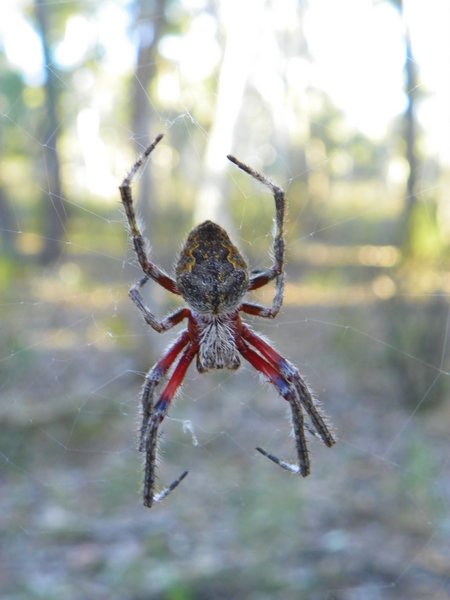 spider