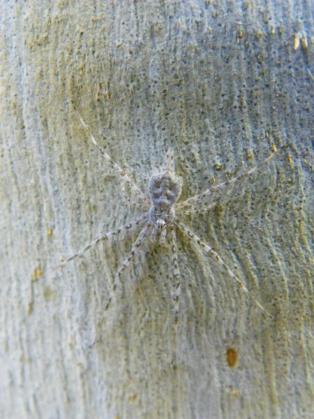 spider