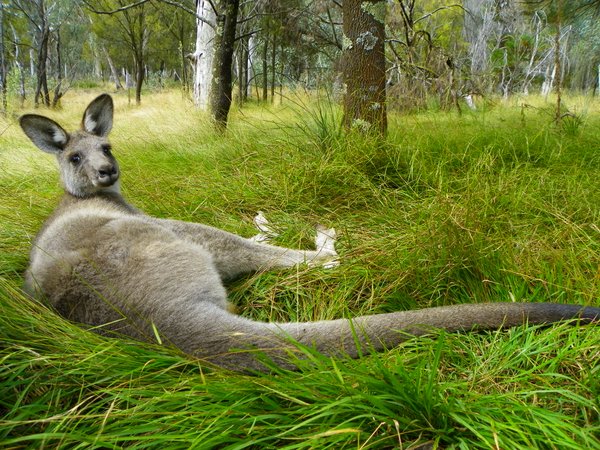 kangaroo