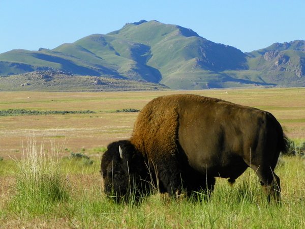 bison
