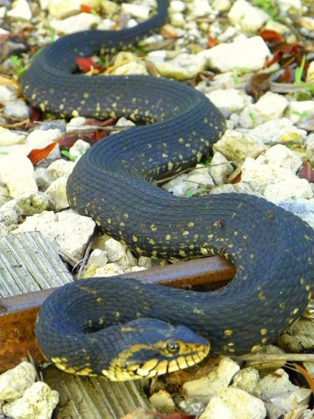 snake