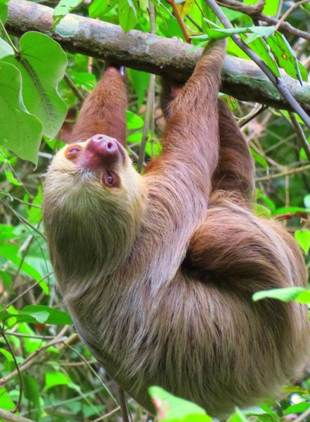 sloth