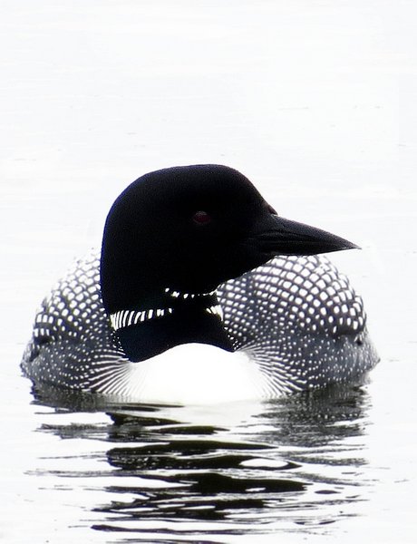 loon