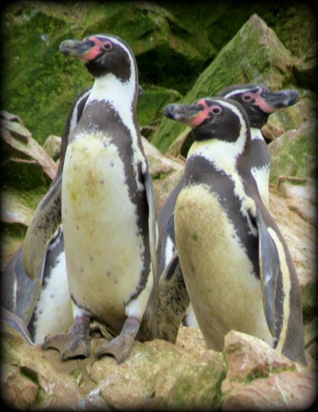 penguin