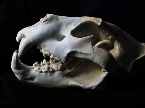 African lion skull animal guide