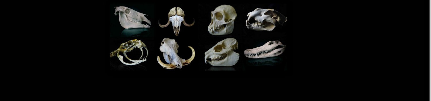 Animal Skull Guide