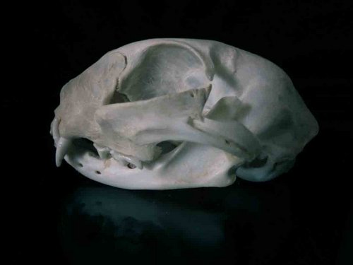 feral cat skull animal guide