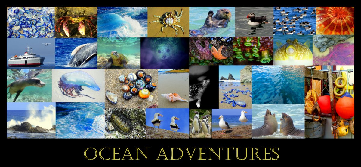 Collage ocean