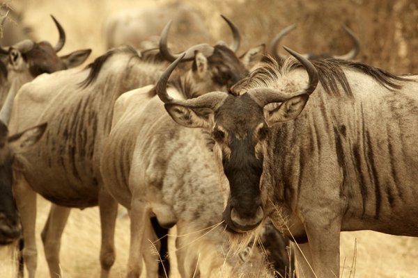 wildebeeste