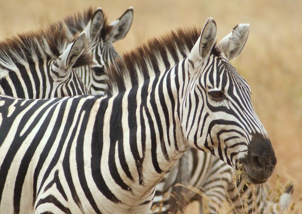 zebra