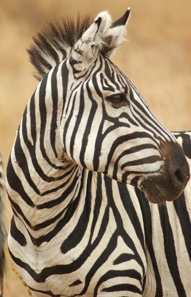 zebra