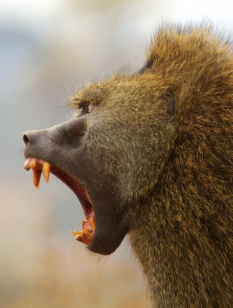 baboon