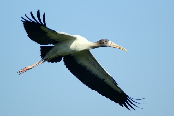 wood stork