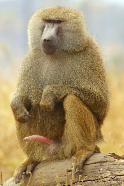 baboon