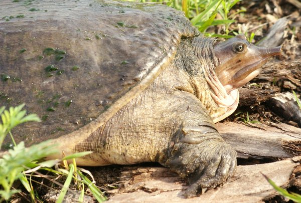 turtle