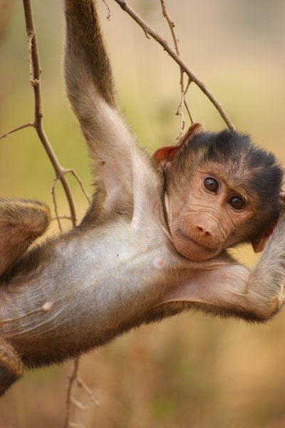 baboon