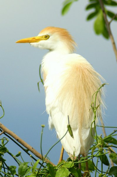 egret