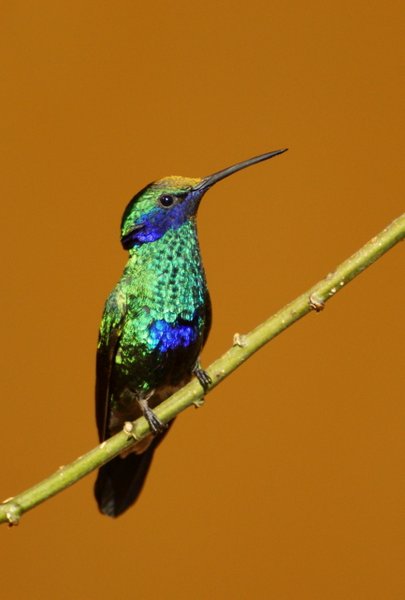 hummingbird