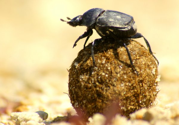 beetle