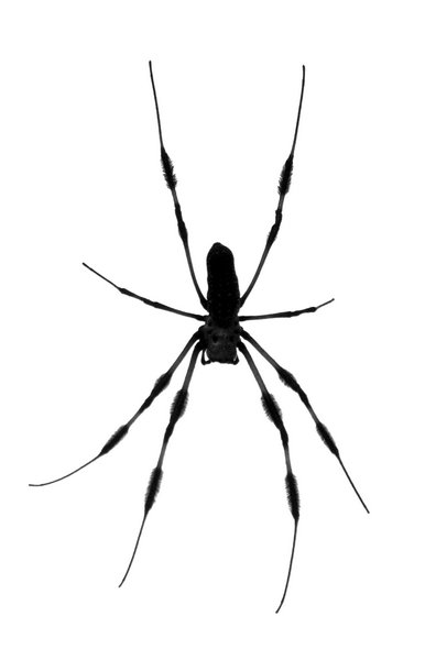 spider