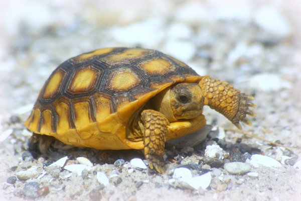 tortoise