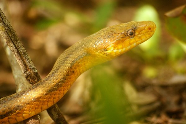 snake