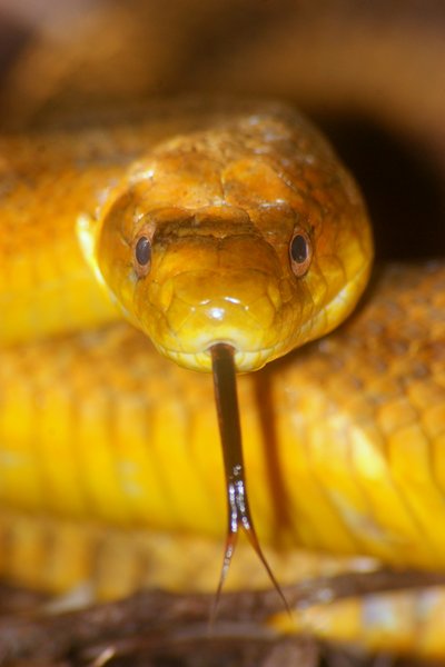 snake