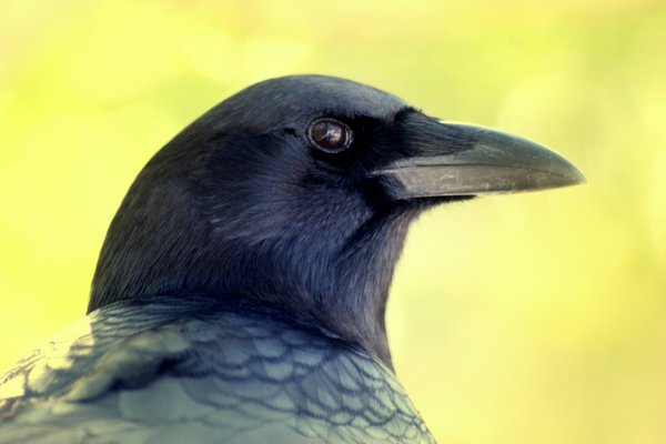 crow