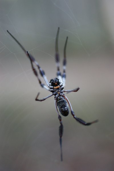 spider