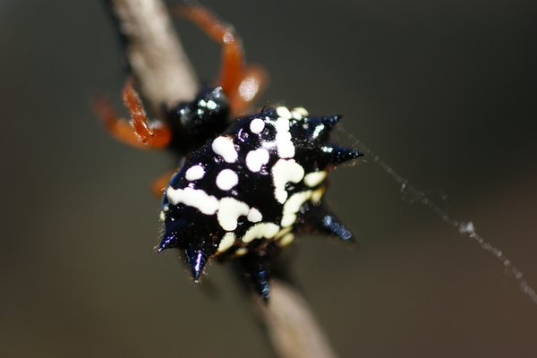 spider