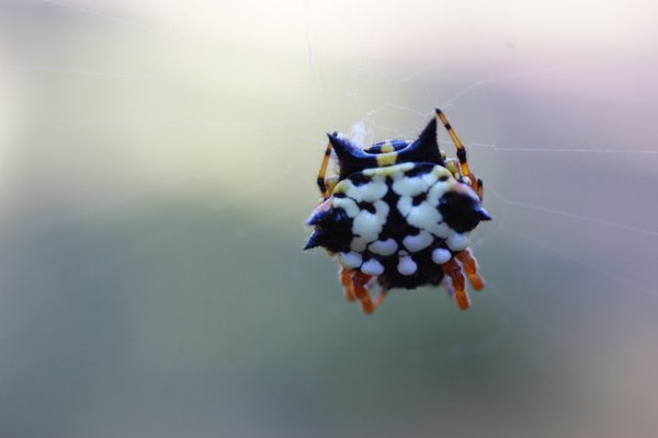 spider
