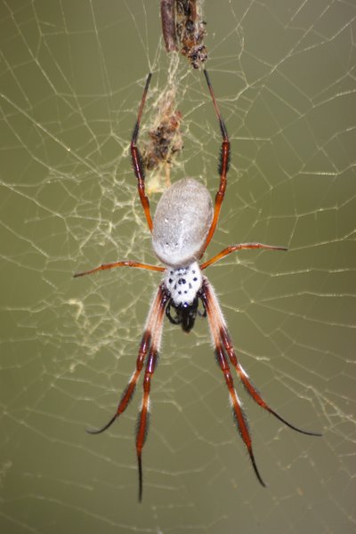 spider