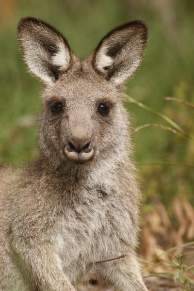 kangaroo