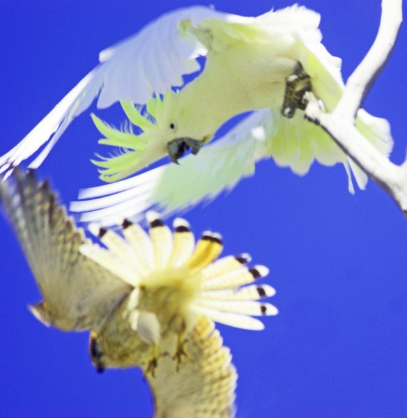 cockatoo kestrel