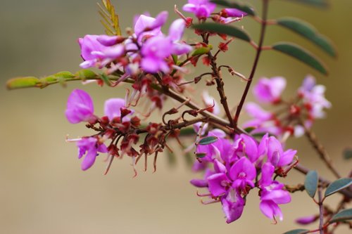 SONY DSC