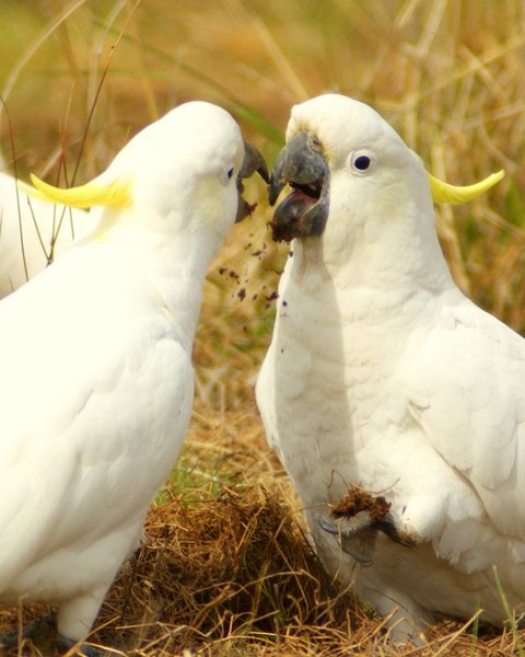 cockatoo