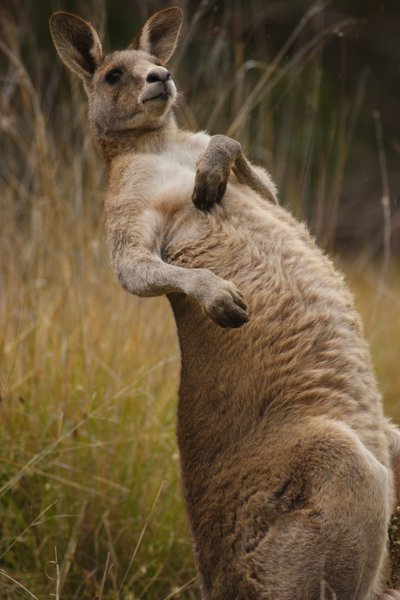 kangaroo