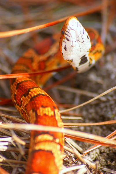 snake