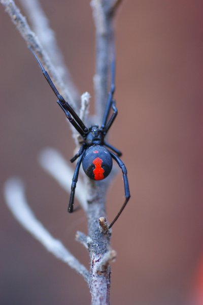 spider