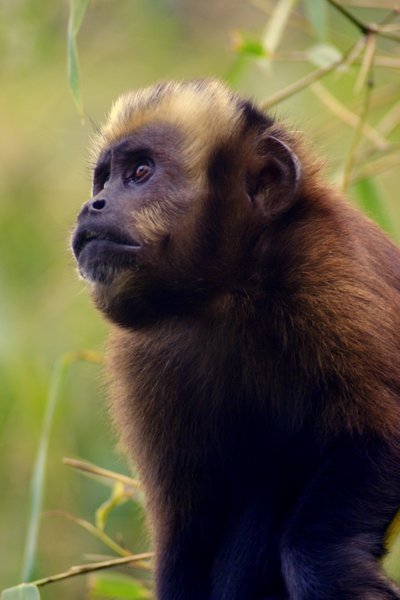 monkey