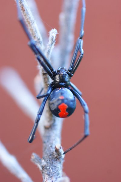 spider
