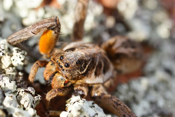 spider