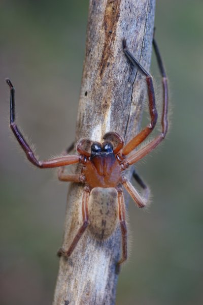 spider