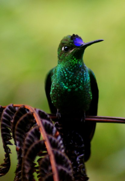 hummingbird